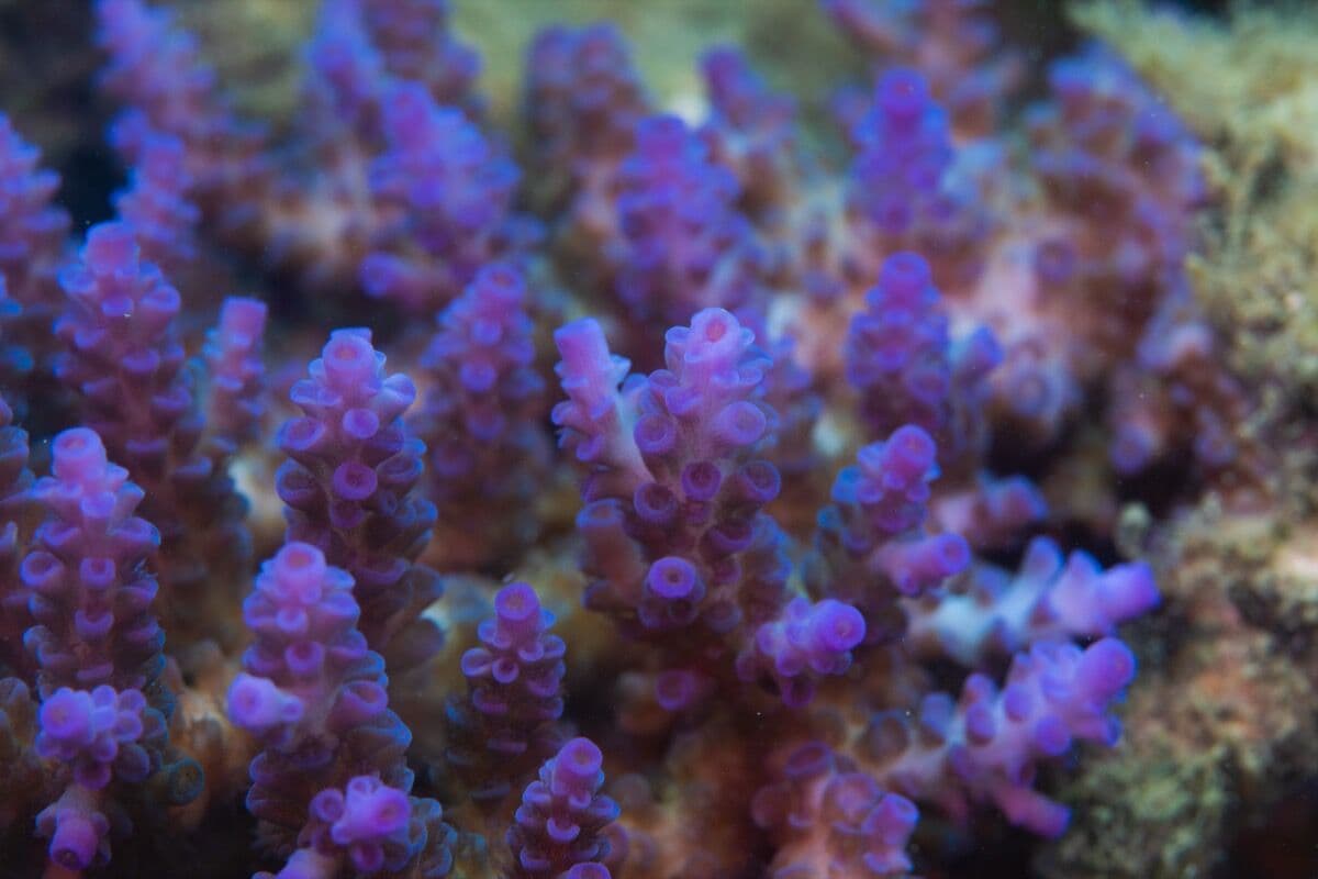 Acropora at Sea Cave Inc.