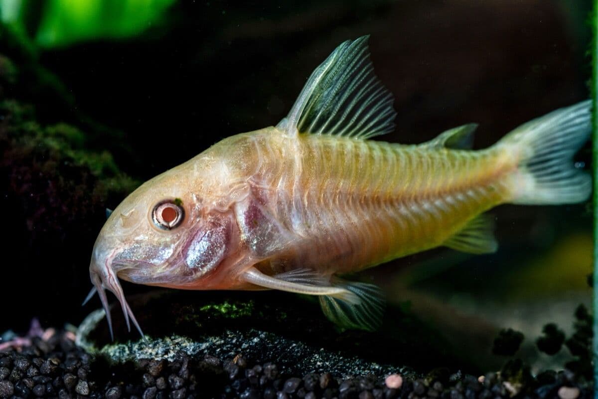 Albino Corydoras at Sea Cave Inc.