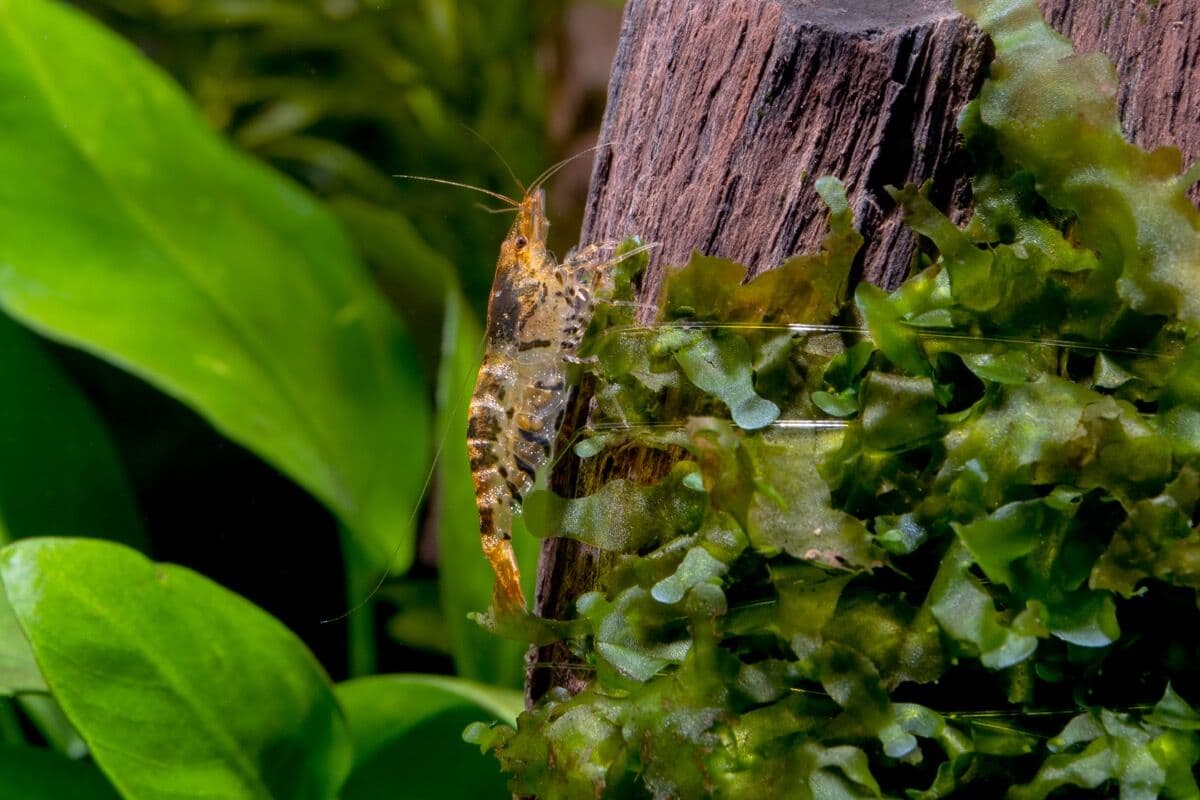 Amano Shrimp at Sea Cave Inc.