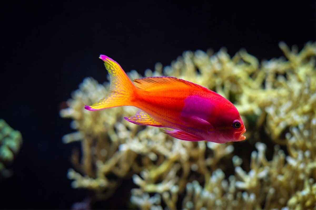 Anthias at Sea Cave Inc.