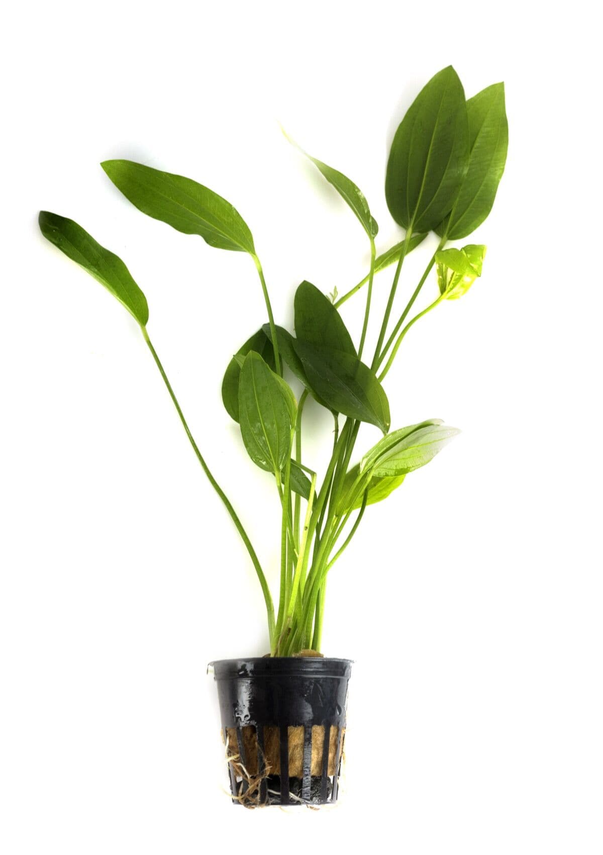Anubias at Sea Cave Inc.