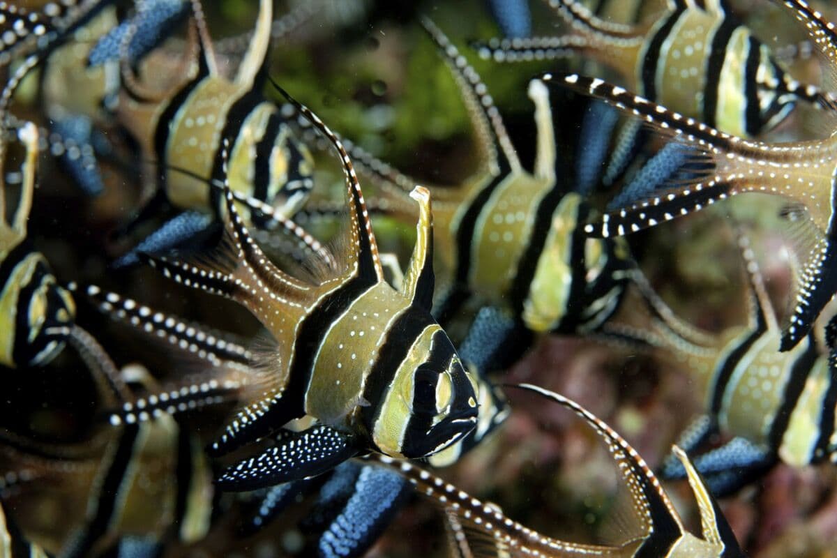 Bangaii Cardinalfish at Sea Cave Inc.