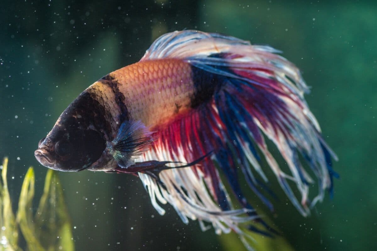Bettas at Sea Cave Inc.