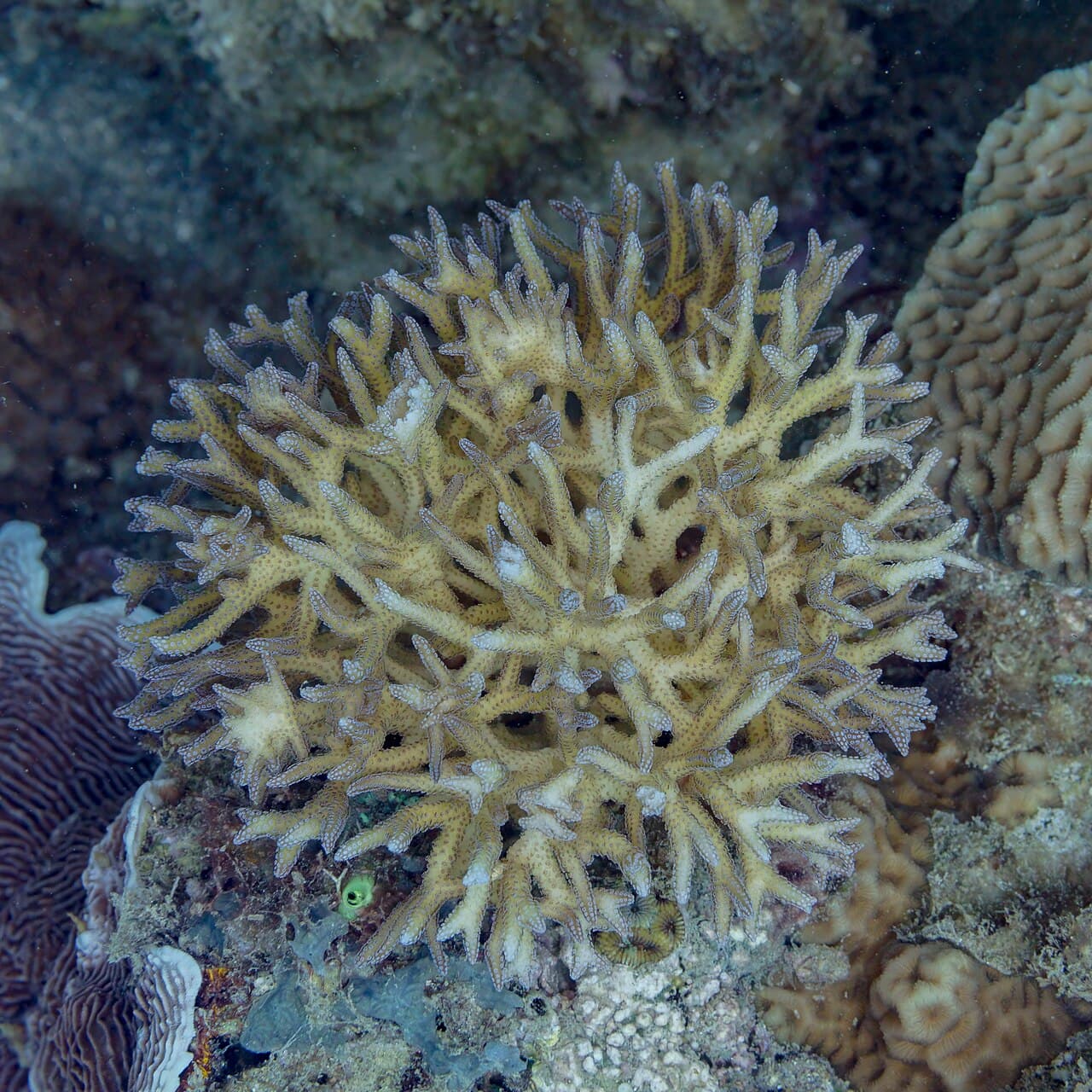 Birdsnest Coral at Sea Cave Inc.