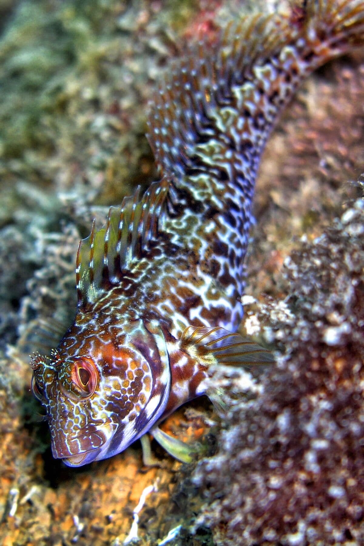 Blennies at Sea Cave Inc.