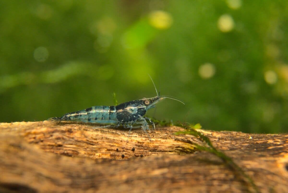 Blue Dream Shrimp at Sea Cave Inc.
