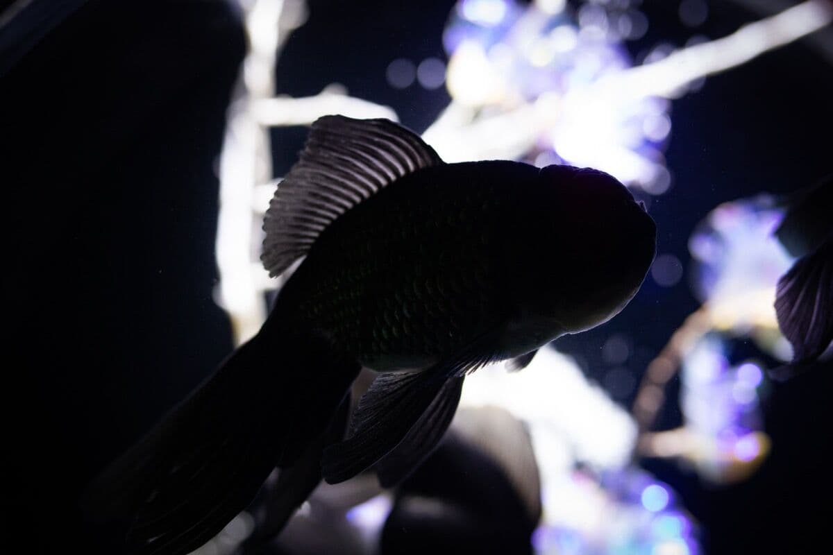 Blue Phantom Pleco at Sea Cave Inc.