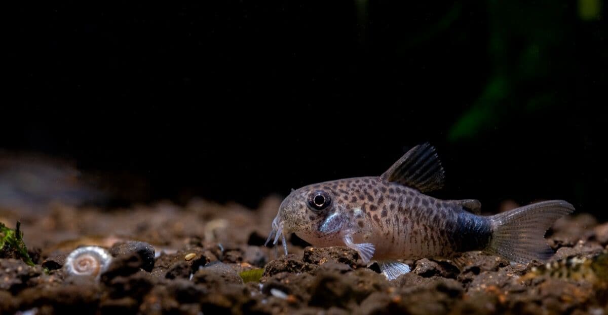 Bronze Corydoras at Sea Cave Inc.