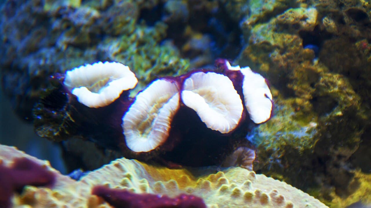 Candy Cane Coral at Sea Cave Inc.