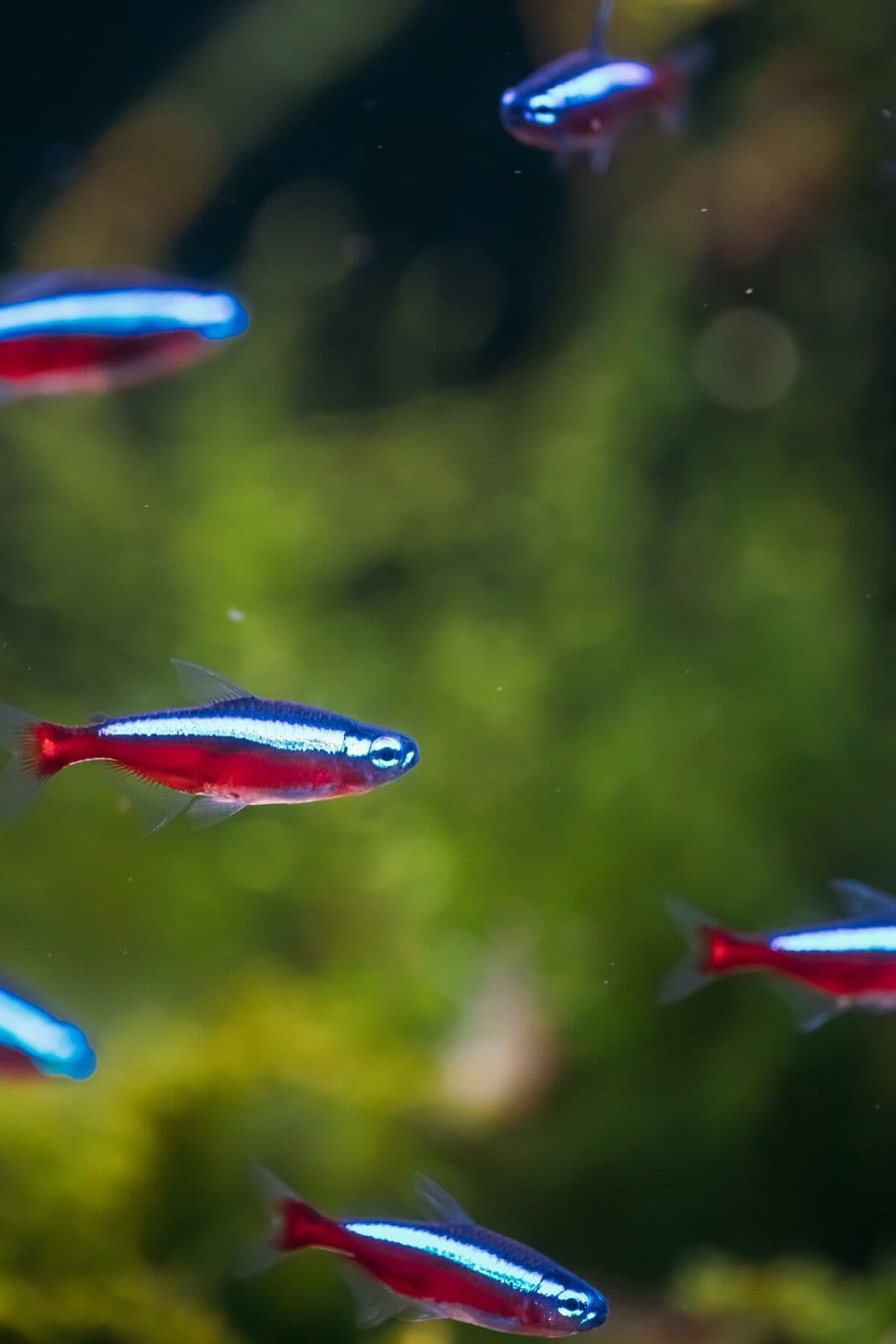 Cardinal Tetra at Sea Cave Inc.