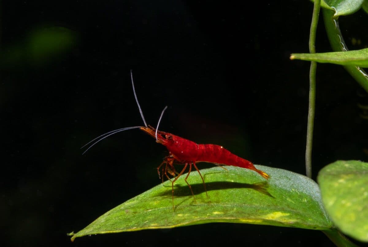 Cherry Shrimp at Sea Cave Inc.