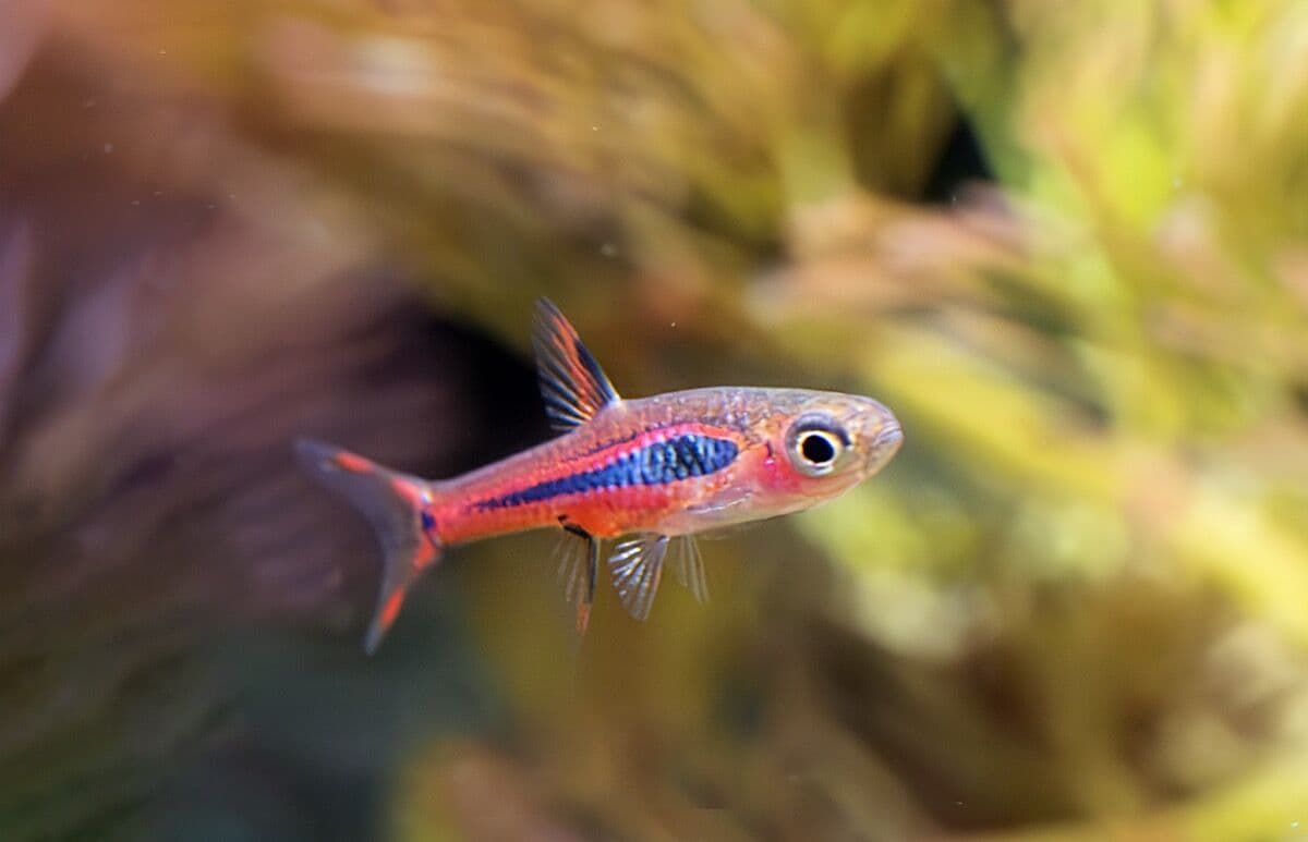 Chili Rasbora at Sea Cave Inc.