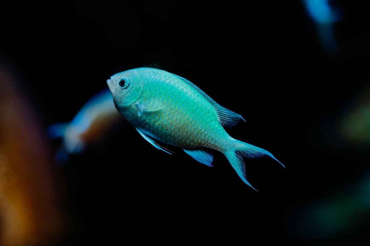 Chromis at Sea Cave Inc.
