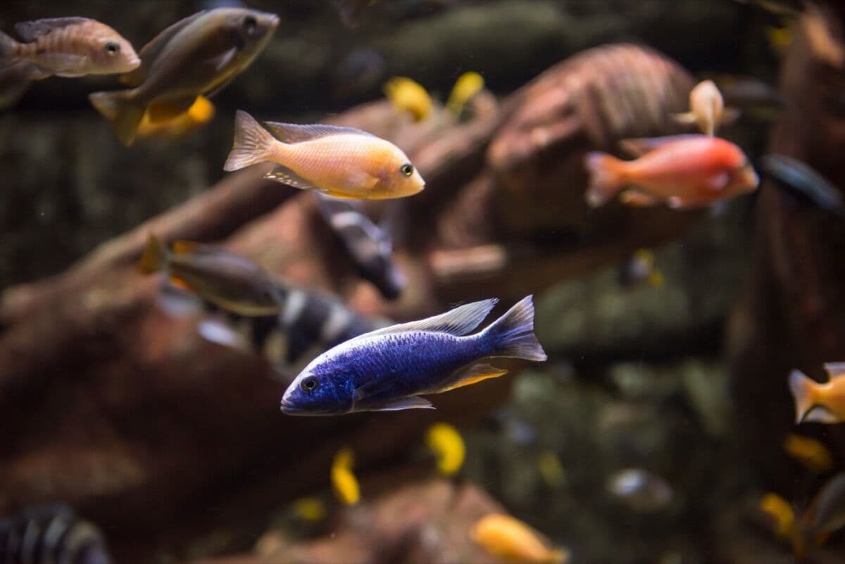 African Peacock Cichlid at Sea Cave Inc.