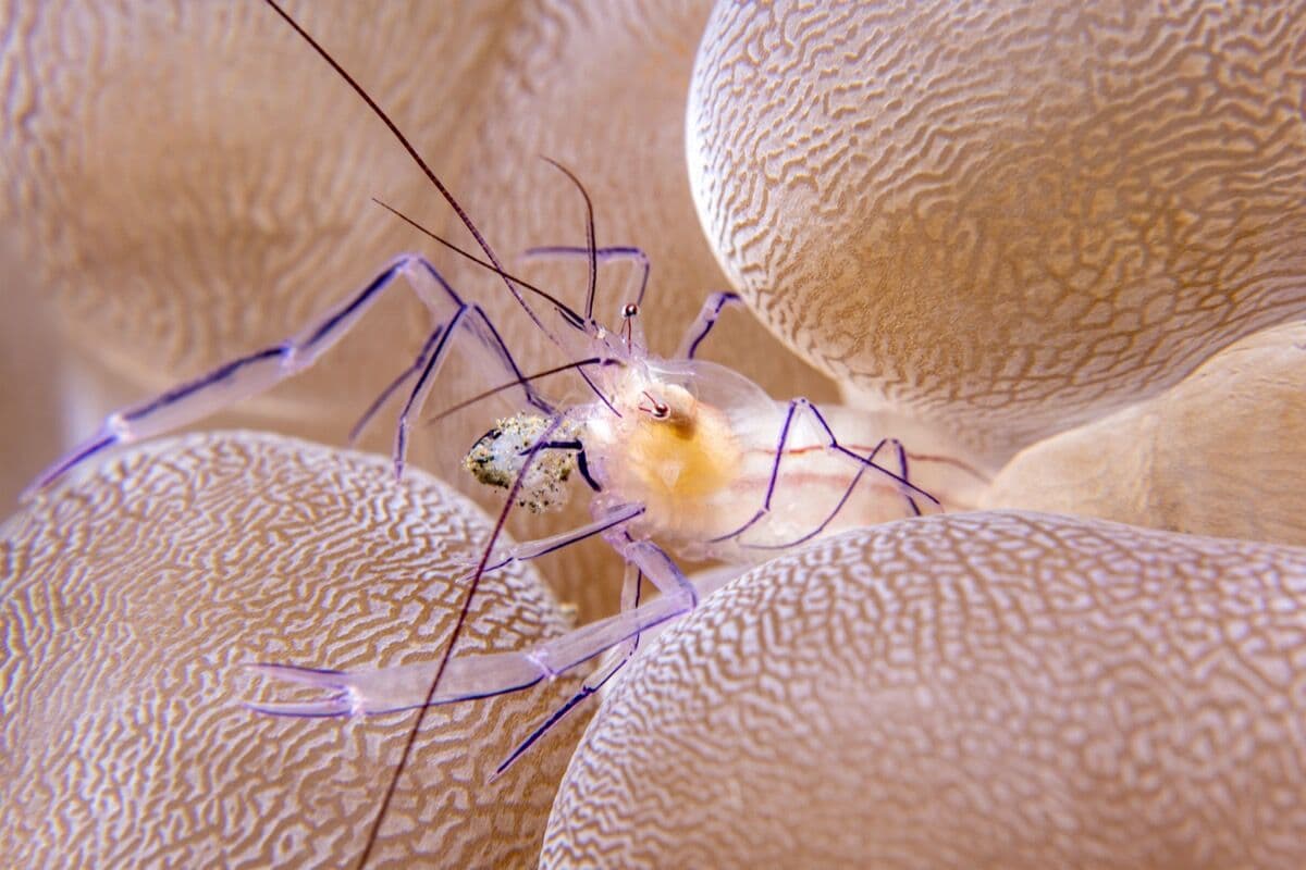 Skunk Cleaner Shrimp at Sea Cave Inc.