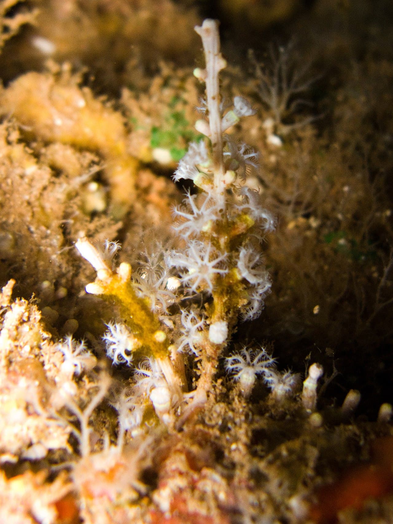 Clove Polyps at Sea Cave Inc.