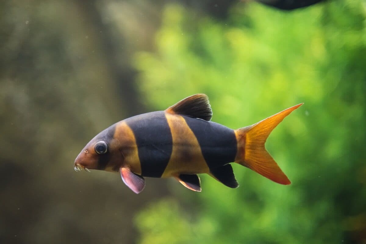 Clown Loach at Sea Cave Inc.