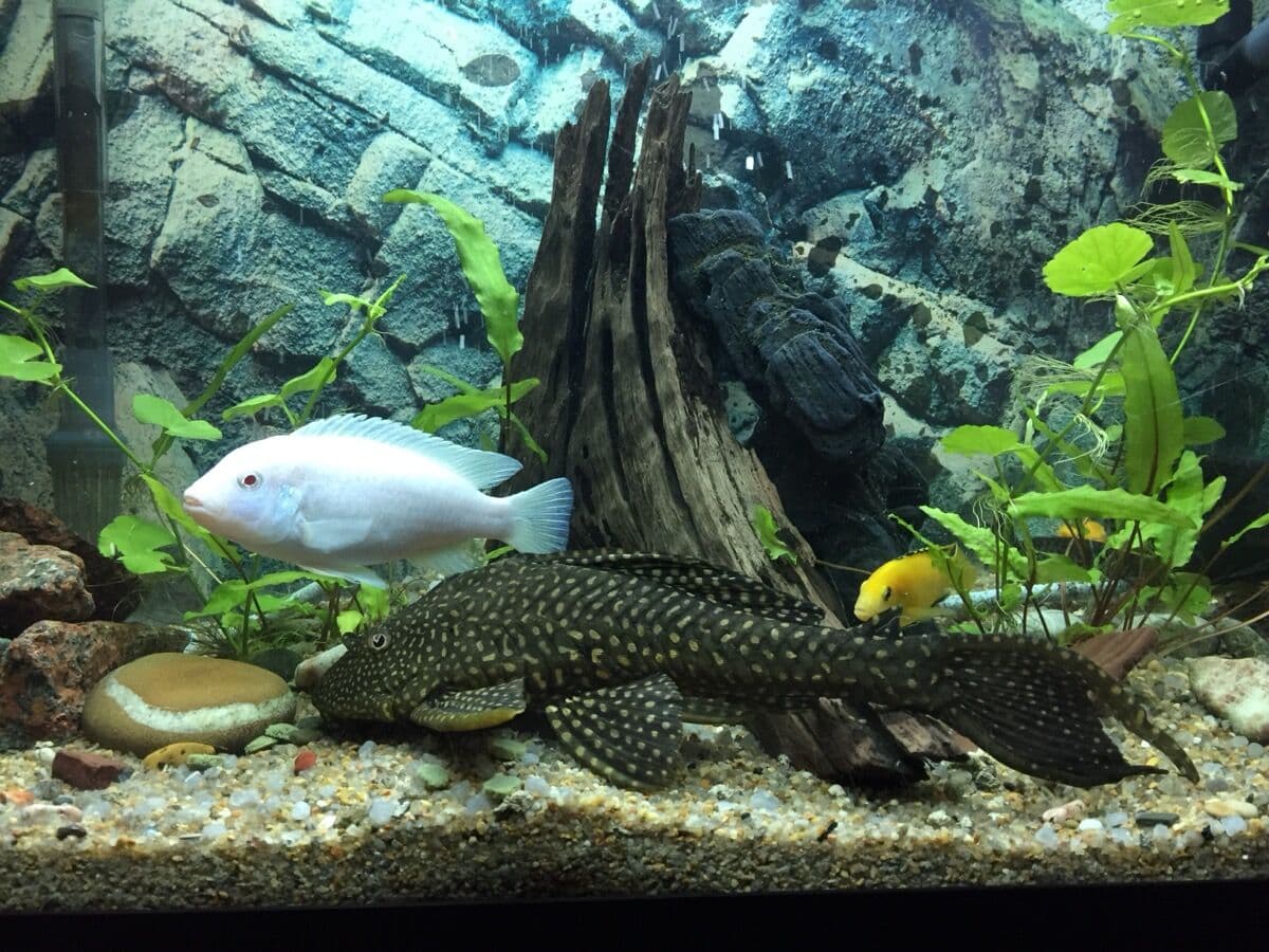 Clown Pleco at Sea Cave Inc.