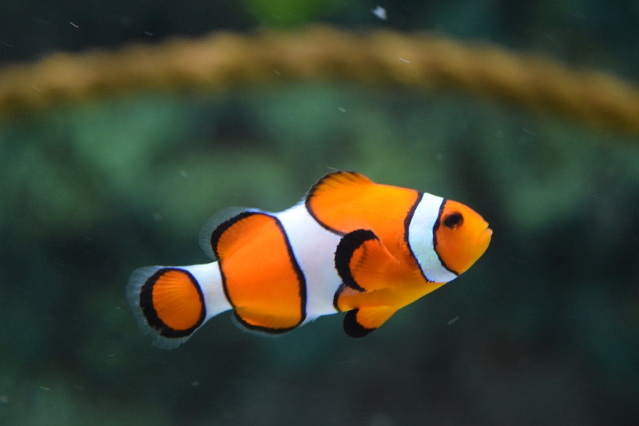 Clownfish at Sea Cave Inc.