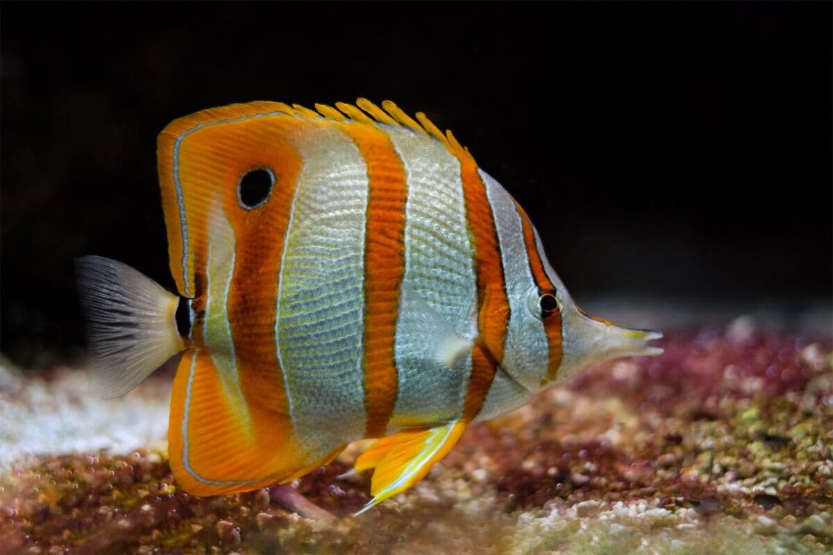 Copperband Butterfly at Sea Cave Inc.