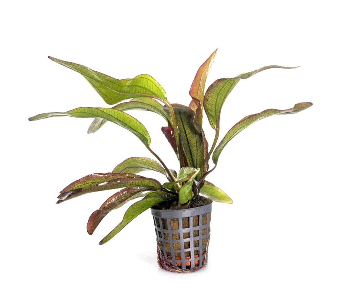 Cryptocoryne at Sea Cave Inc.