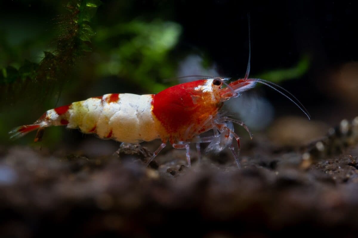 Crystal Red Shrimp at Sea Cave Inc.