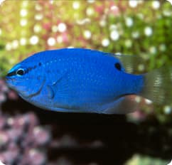 Damselfish at Sea Cave Inc.