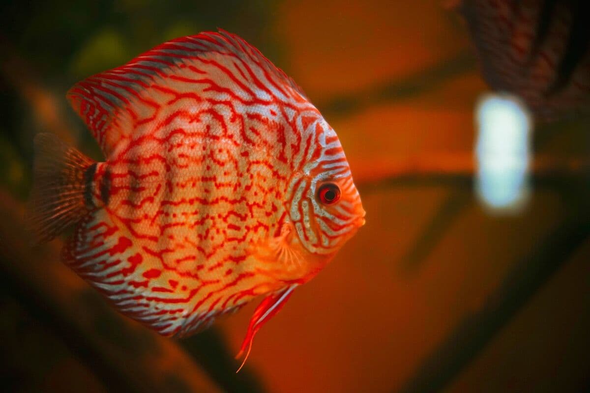Discus at Sea Cave Inc.