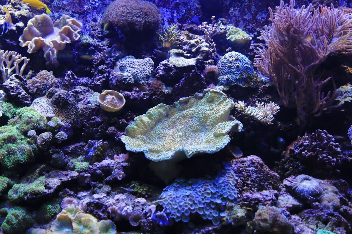 Duncan Coral at Sea Cave Inc.