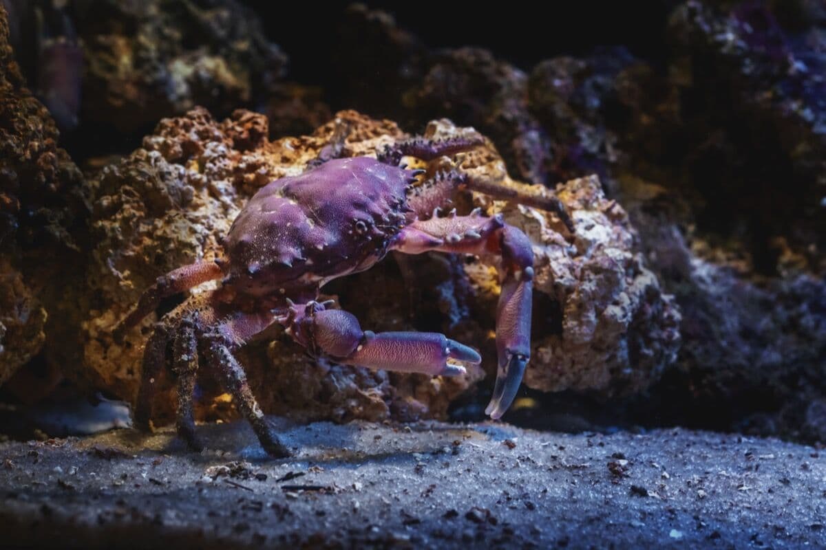 Emerald Crabs at Sea Cave Inc.