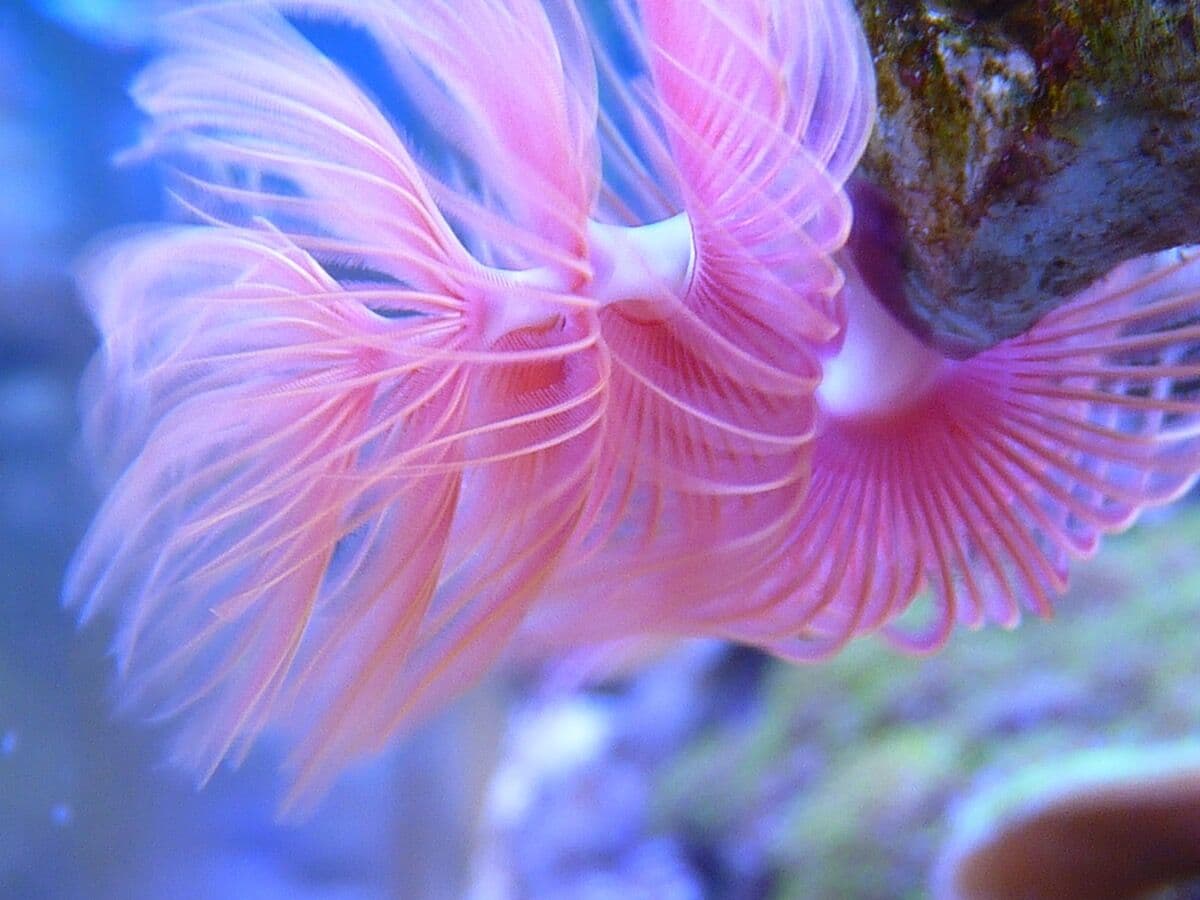Feather Dusters at Sea Cave Inc.