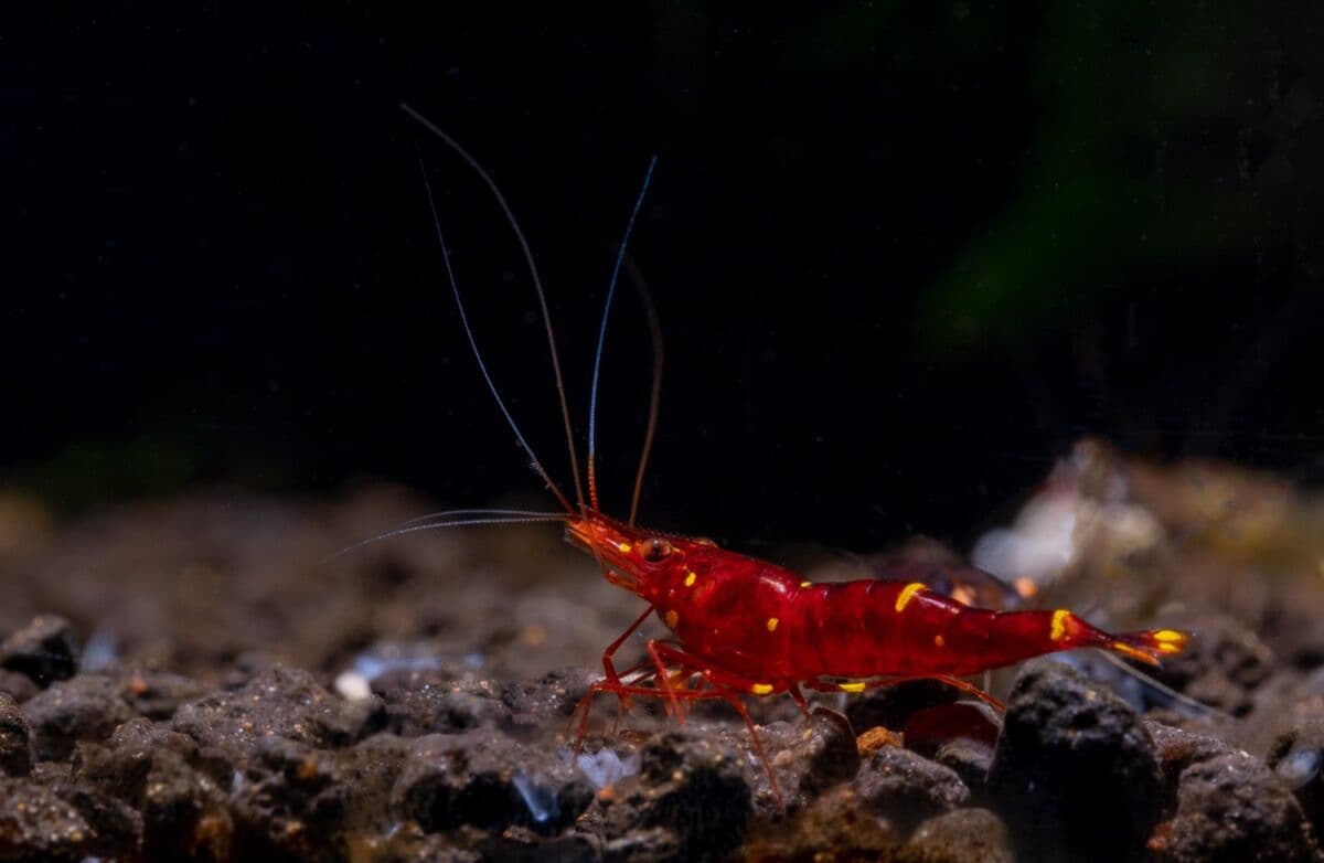 Fire Shrimp at Sea Cave Inc.