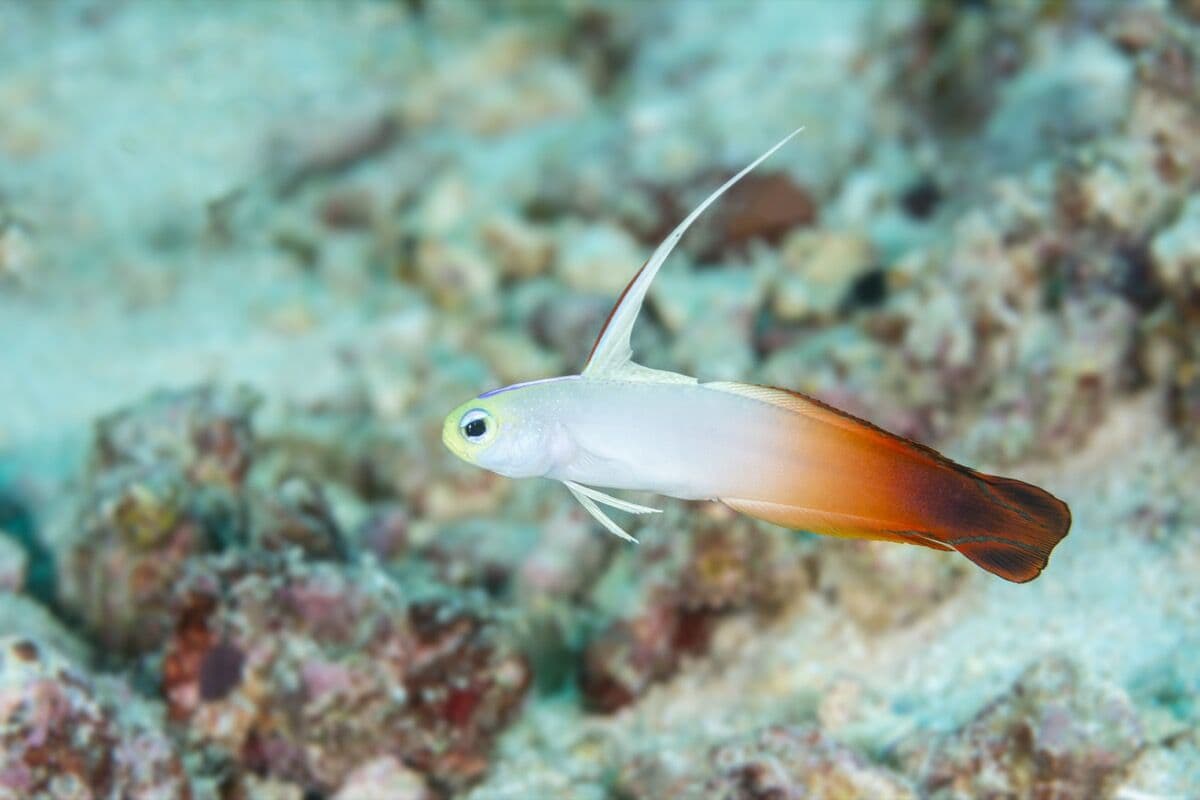 Firefish at Sea Cave Inc.