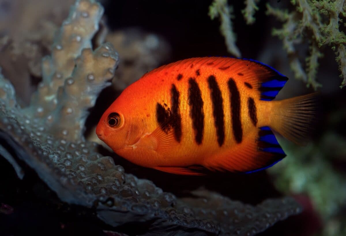 Flame Angelfish at Sea Cave Inc.