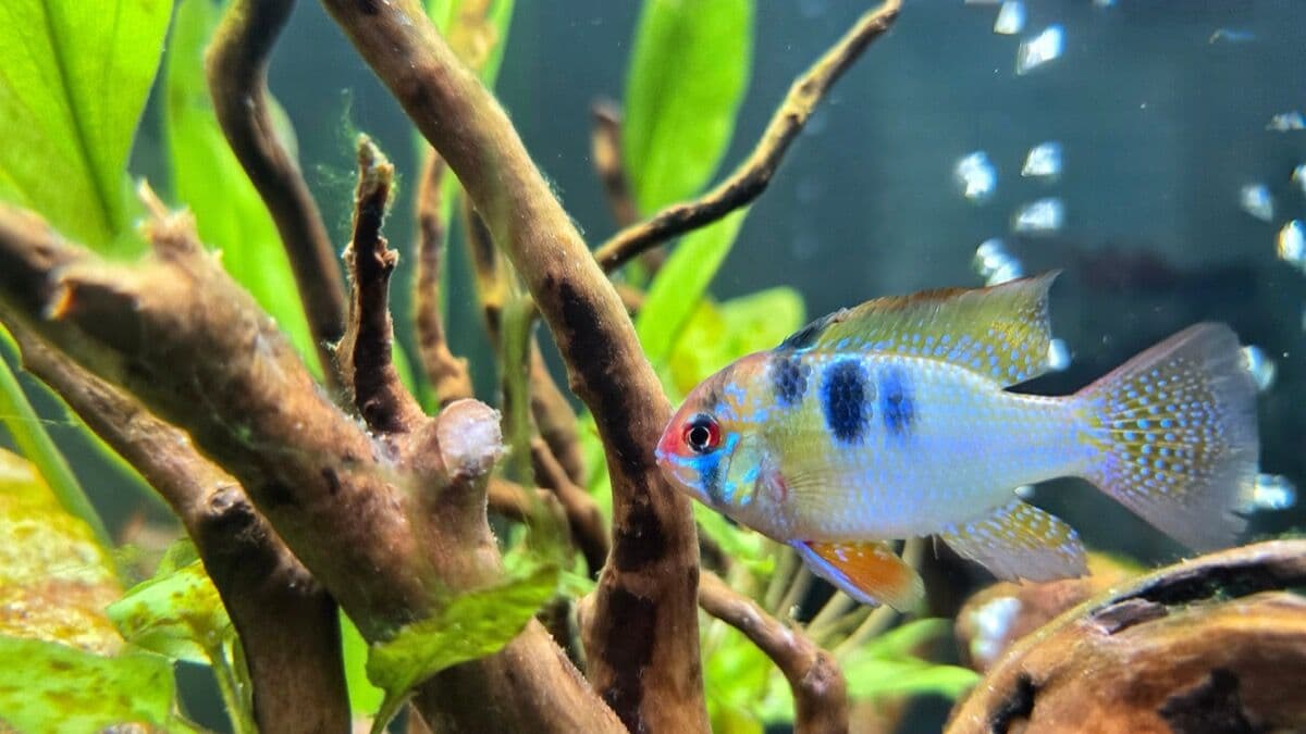 German Blue Ram at Sea Cave Inc.