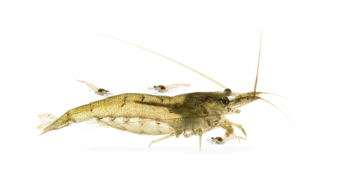 Ghost Shrimp at Sea Cave Inc.