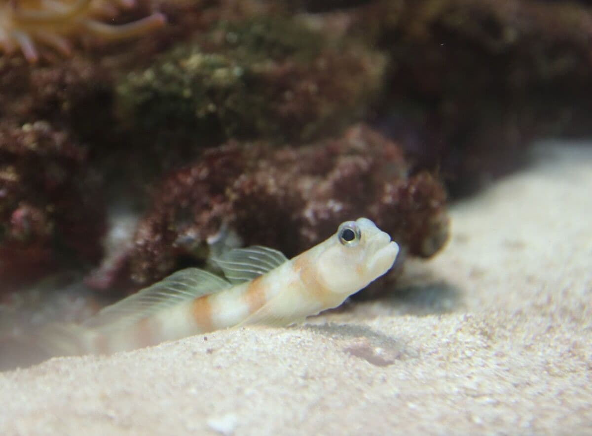 Gobies at Sea Cave Inc.
