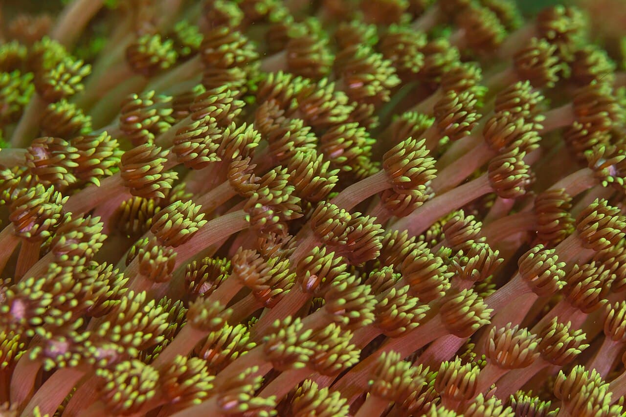 Goniopora at Sea Cave Inc.
