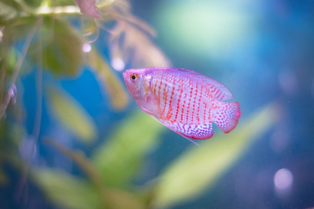 Angelfish at Sea Cave Inc.