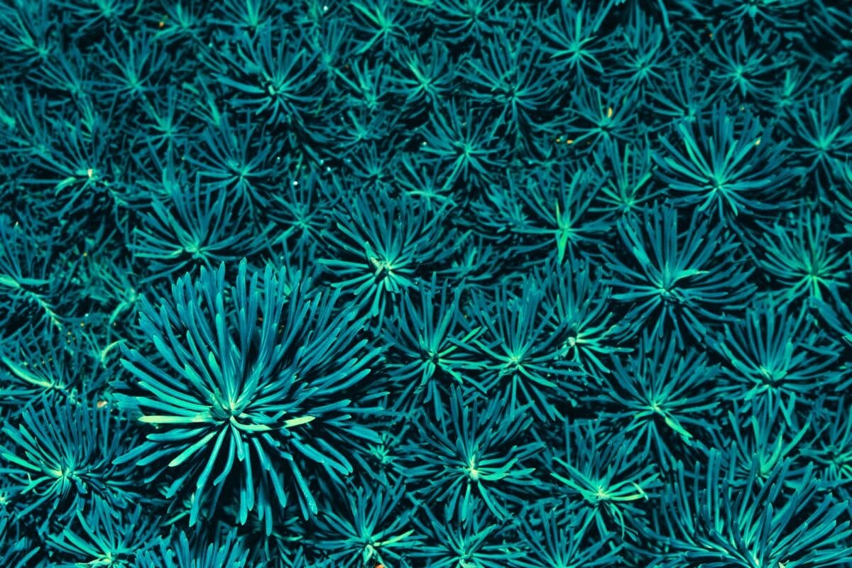 Green Star Polyps at Sea Cave Inc.