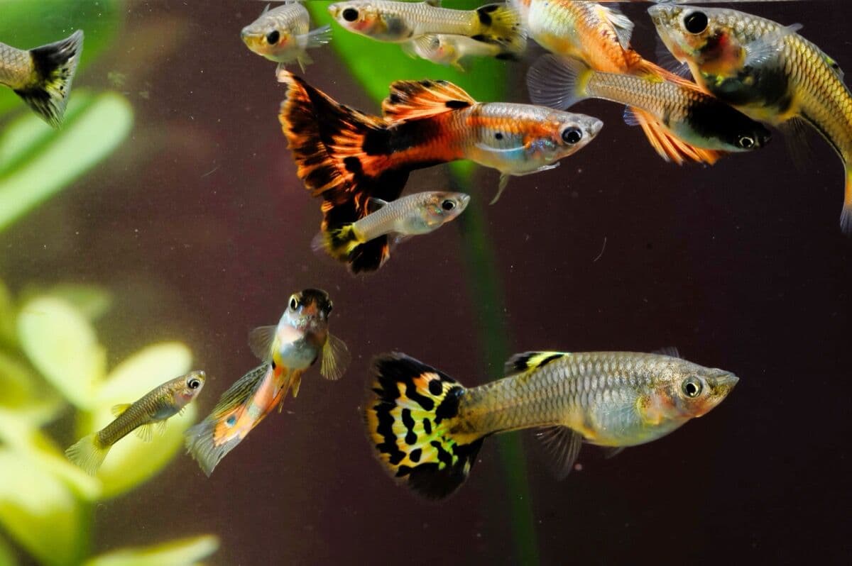 Guppies at Sea Cave Inc.