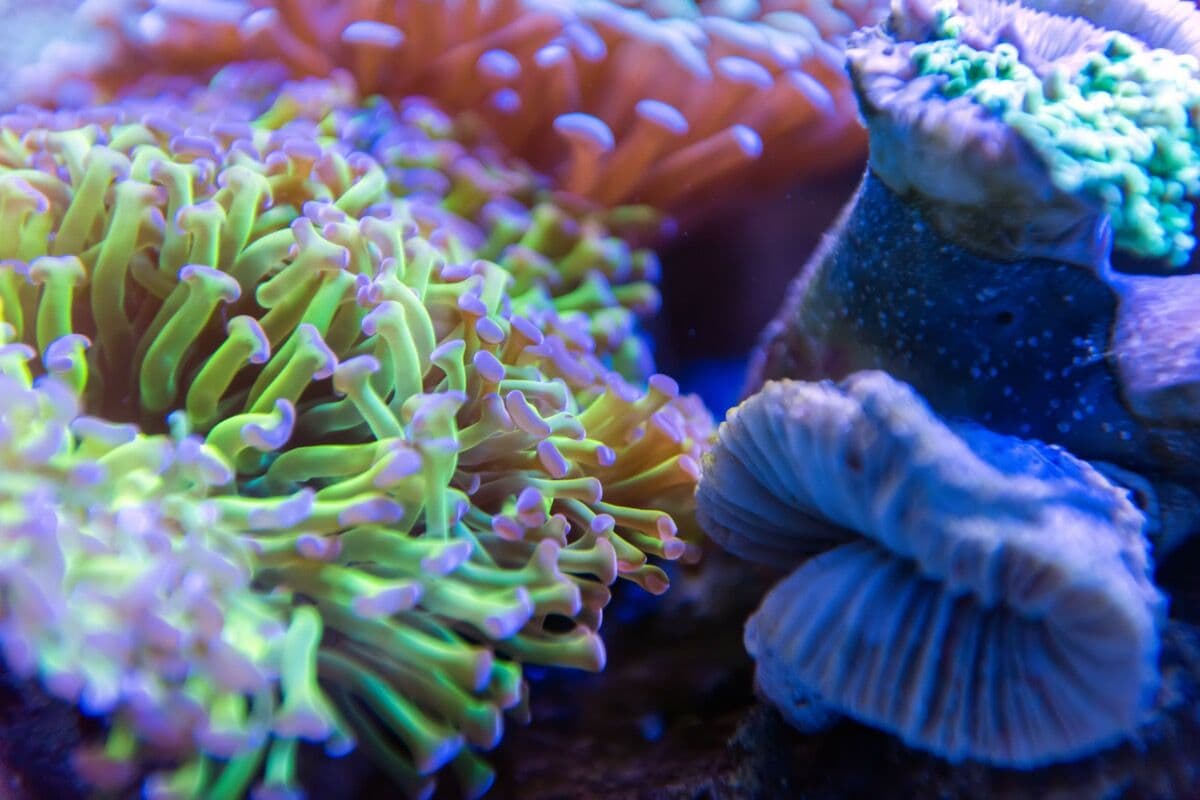 Hammer Coral at Sea Cave Inc.