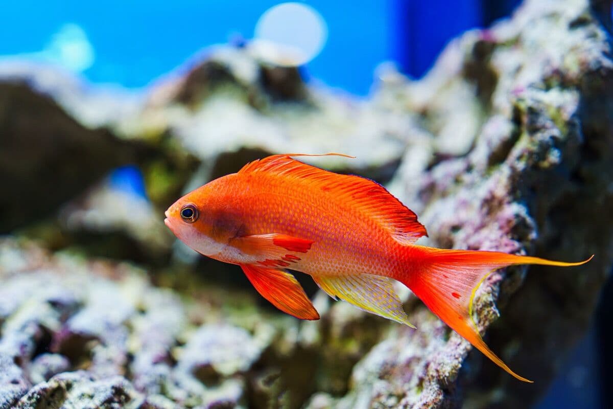 Hawkfish at Sea Cave Inc.