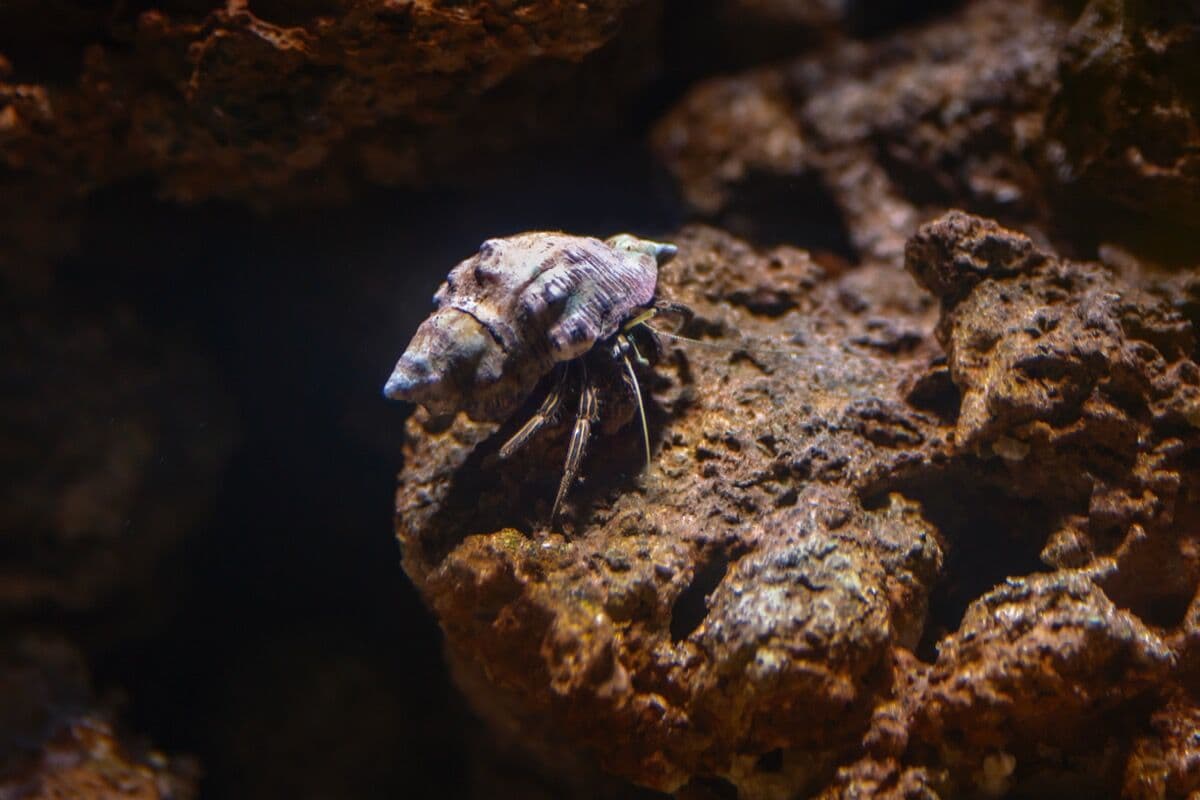 Hermit Crabs at Sea Cave Inc.