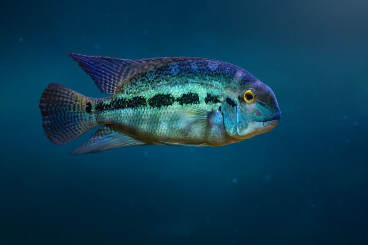 Jack Dempsey at Sea Cave Inc.