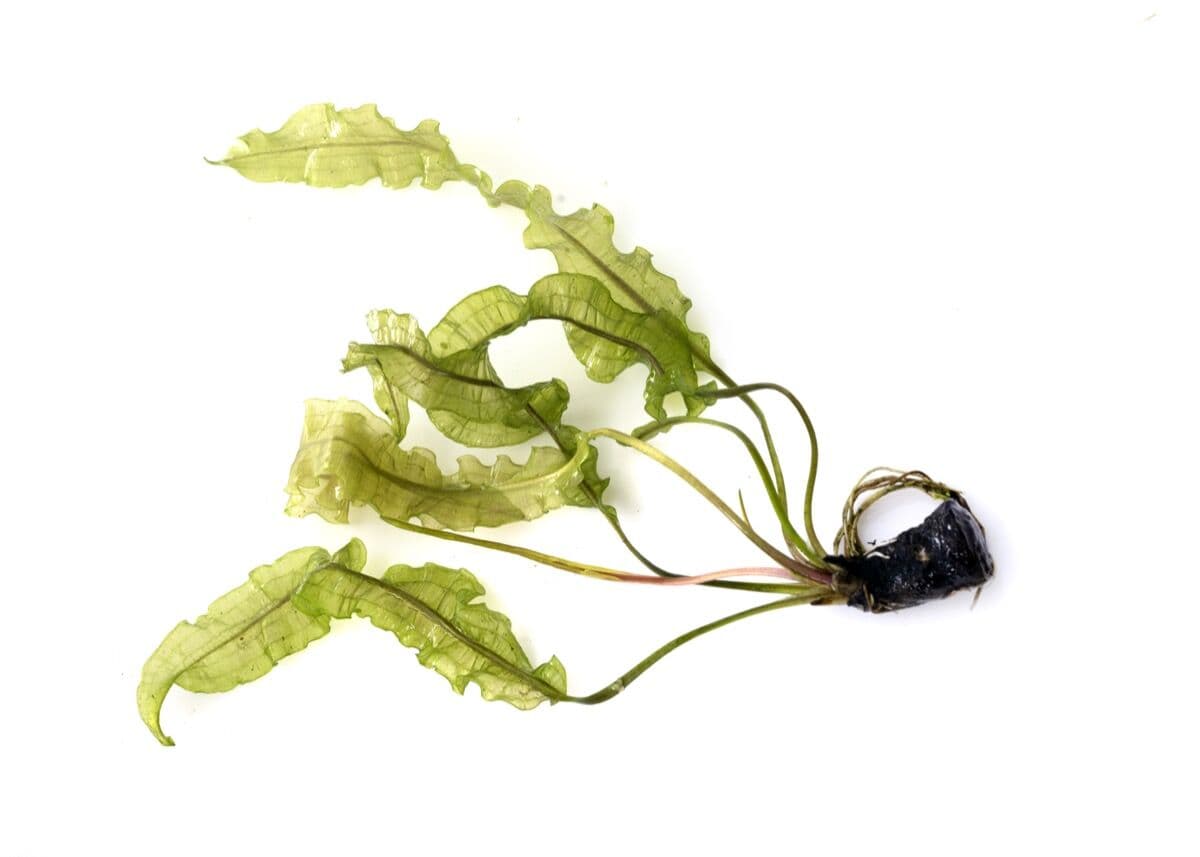 Java Fern at Sea Cave Inc.