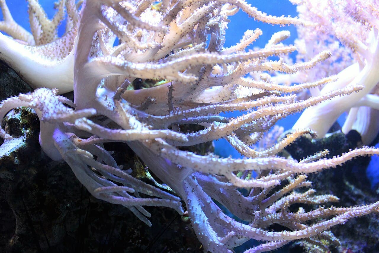 Kenya Tree Coral at Sea Cave Inc.