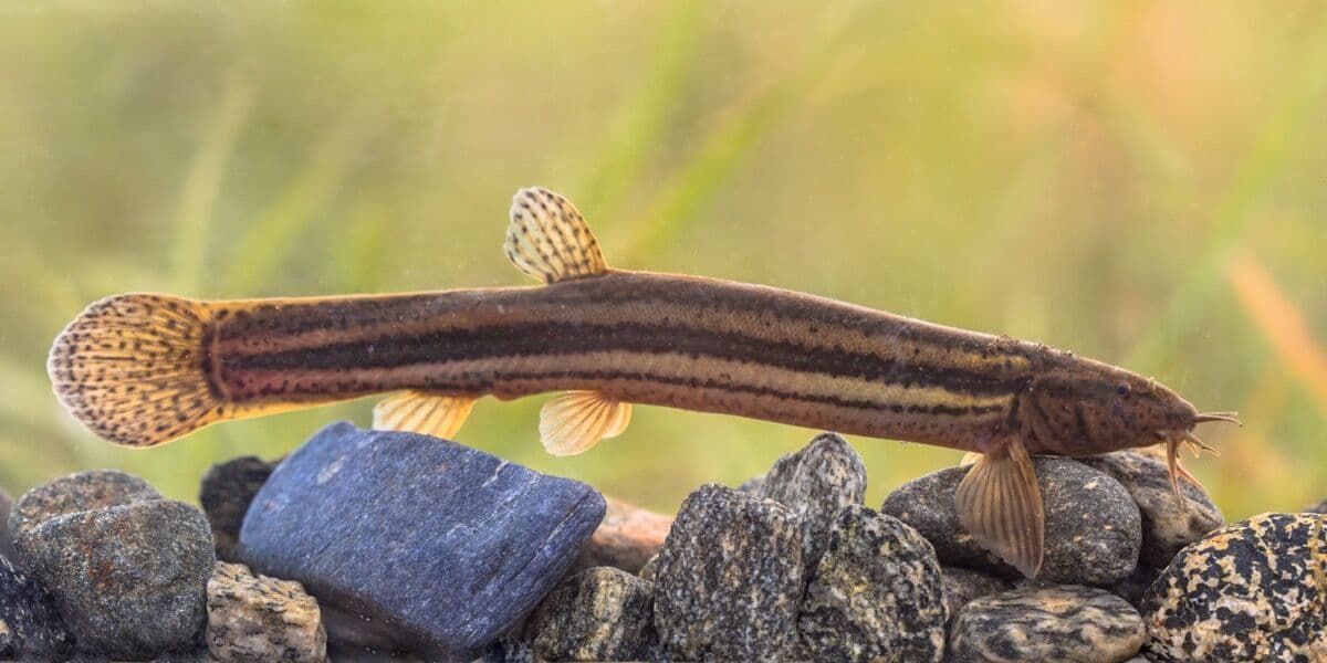 Kuhli Loach at Sea Cave Inc.