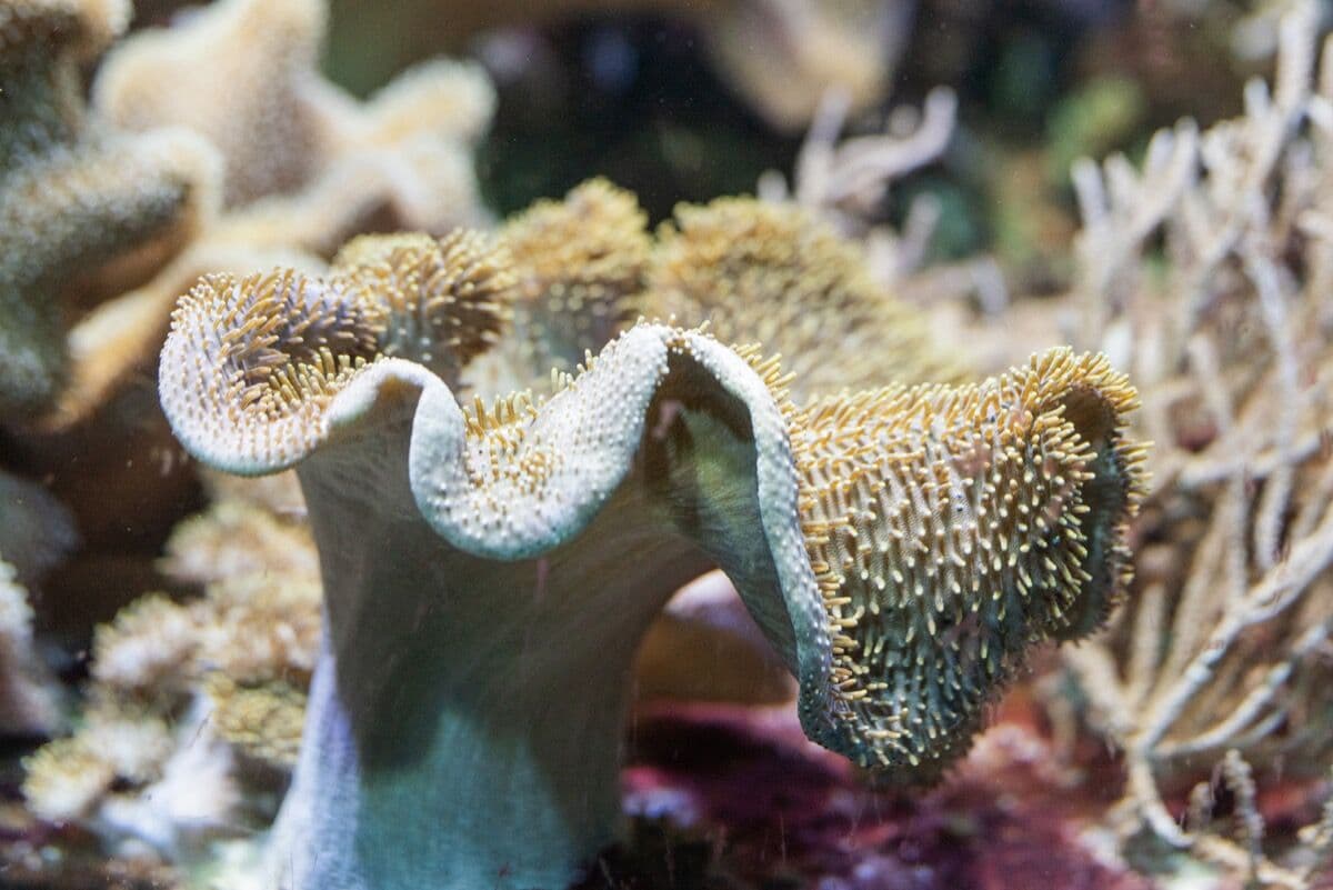 Leather Coral at Sea Cave Inc.