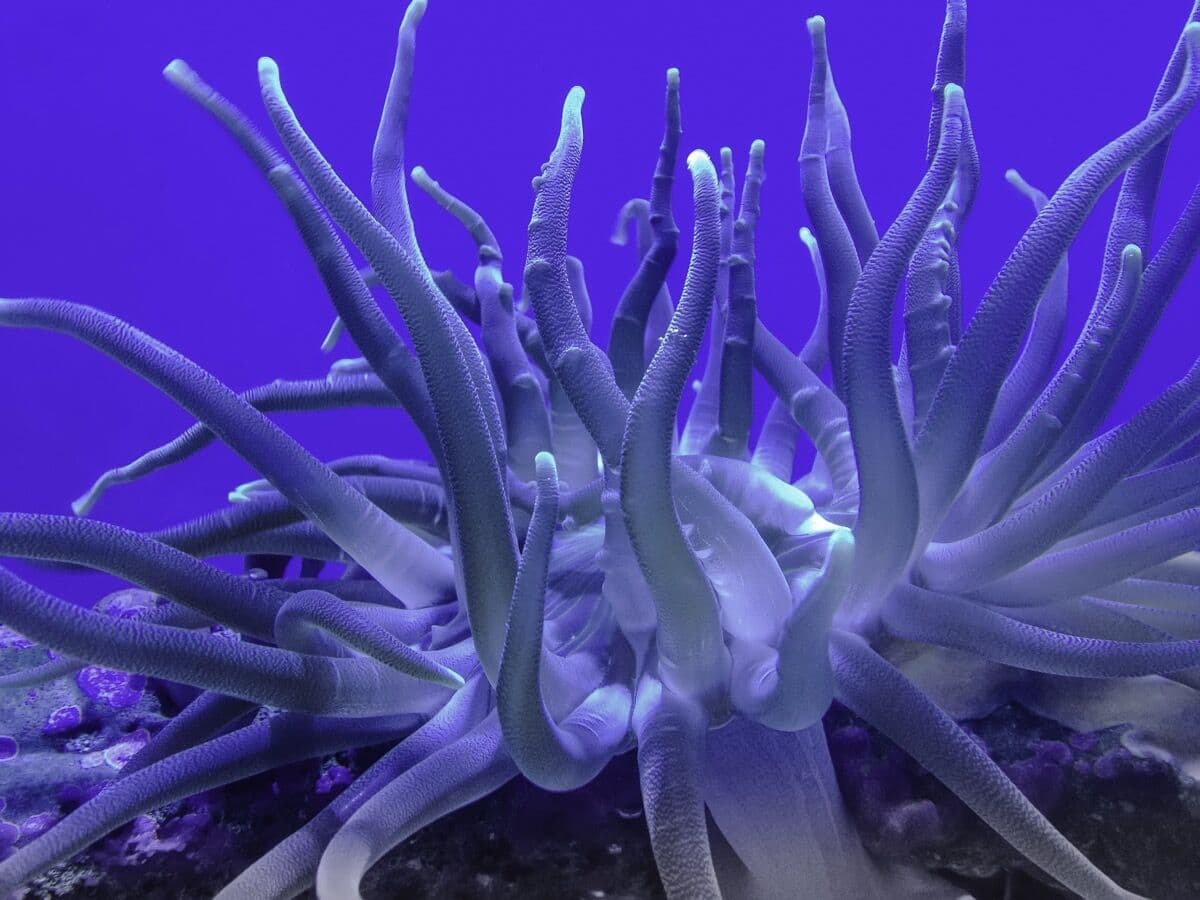 Long Tentacle Anemone at Sea Cave Inc.